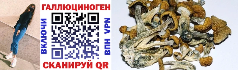 Псилоцибиновые грибы Psilocybe  Петров Вал 